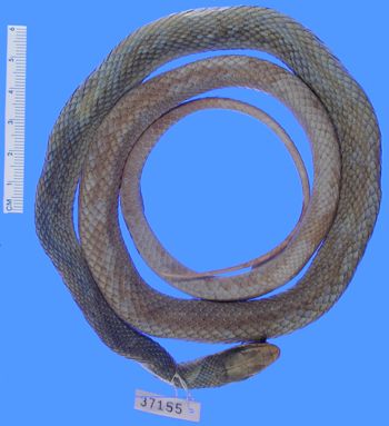 Media type: image; Herpetology R-37155